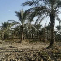 فروش نخل|گل و گیاه طبیعی|برازجان, |دیوار