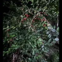 خانه ویلایی دوبلکس عجب شیر شیشوان|فروش خانه و ویلا|بناب, |دیوار