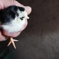 تخم نطفه دار گلین|حیوانات مزرعه|بابکان, |دیوار