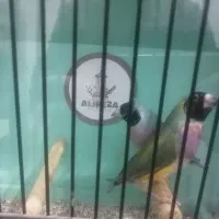 فنچ گلدین|پرنده|مشگین شهر, |دیوار