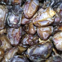 خرمای کبکاب درجه ۲