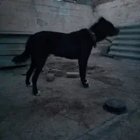 سگ سرابی نگهبان