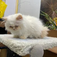 گربه اسکاتیش پرشین|گربه|تربتحیدریه, کوه سنگی|دیوار