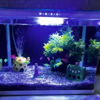 آکواریم کاملا سالم با لوازم