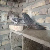 هفترنگ