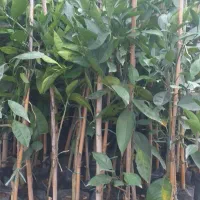 نهال خونی تاراکو