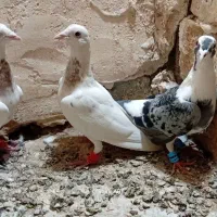 ۴تاجوجه کفتردوتا سار یک پلنگ یک طوقی۴تاش دو سه پر