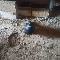 کبوتر|حیوانات|ساوه, |دیوار