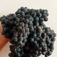 انگور دیم سردشت نمونه استثنائی|خوردنی و آشامیدنی|مشهد, رسالت|دیوار