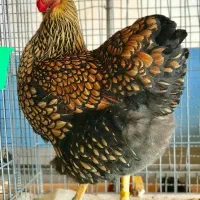 تخمرغ نطفه دارمرغ وخروس زینتی ومحلی