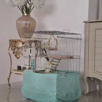 عروس هلندی اهلی و مولد