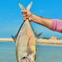 فروش انواع ماهی و میگو عمده و جزئی|عمده‌فروشی|سیاخ دارنگون, |دیوار