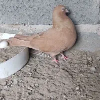 یک جفت کبوتر درجایی|پرنده|میناب, |دیوار