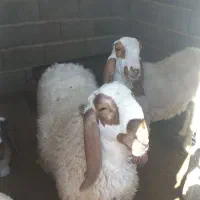 گوسفند مری اصل