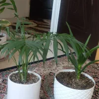 گل وگلدان|گل و گیاه طبیعی|گلبهار, شهر جدید گلبهار|دیوار