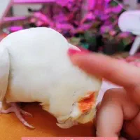 لوتینو زعفرانی نر|پرنده|رشت, نظری|دیوار