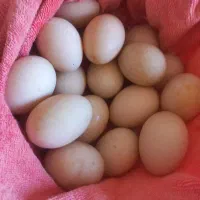 تخم اردک اسرائیلی نطفه دار تازه
