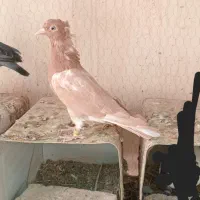 نر زرد