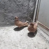 9 عدد کبوتر یکه سفت