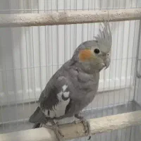 فروش دوعدد عروس هلندی سینامون ماده بامزه