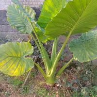 گیاه بابا آدم