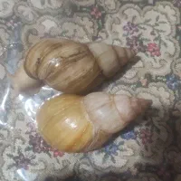 حلزون آلبینو|خزنده|تبریز, |دیوار