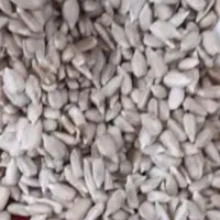 نمایندگی مغز تخمه آفتابگردان|خوردنی و آشامیدنی|شیراز, حجت آباد|دیوار