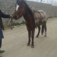 ۴ تا مادیان|اسب و تجهیزات اسب‌سواری|مینودشت, |دیوار