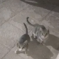 واگذاری گربه خانگی