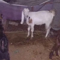 فروشی|حیوانات مزرعه|مسجد سلیمان, |دیوار