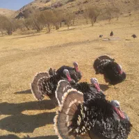 بوقلمون نر محلی ۲ساله