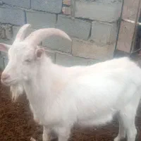 بزغاله نر سانن