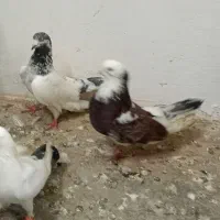 نر کله مهر و نر سرور|پرنده|آمل, |دیوار