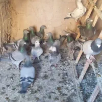 مسافتی نر و ماده قاطی