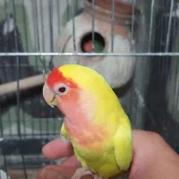 برزیلی نر دستی