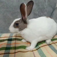 خرگوش ناناز|موش و خرگوش|قرچک, باقرآباد|دیوار