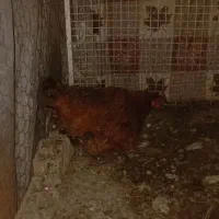 مرغ تخم گذار