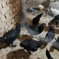 جوجه مرندی|حیوانات مزرعه|شیراز, میانرود|دیوار