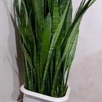 گل سانسوریا شمشیری