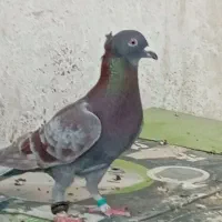 کبوتر قوریی نر مست