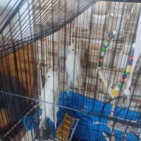 عروس هلندی|پرنده|بستان آباد, |دیوار