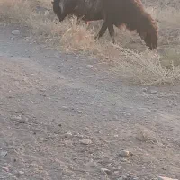 قوچ قرمز|حیوانات مزرعه|رشتخوار, |دیوار