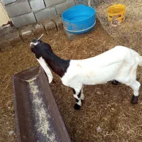 بز تیشتر بیگ|حیوانات مزرعه|شوشتر, |دیوار