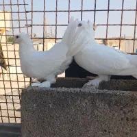 جفت دم چتری