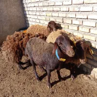 هترو و همو ماده