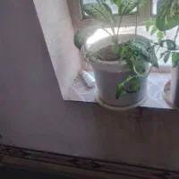 فروش گل|گل و گیاه طبیعی|یاسوج, |دیوار