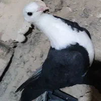 جفت700|پرنده|سلامی, |دیوار