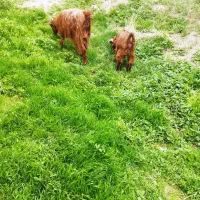 بز ولز غاله