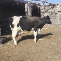 گاو شیری|حیوانات مزرعه|هامون, |دیوار