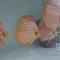 دیسکس سایز ۳و۴.۵